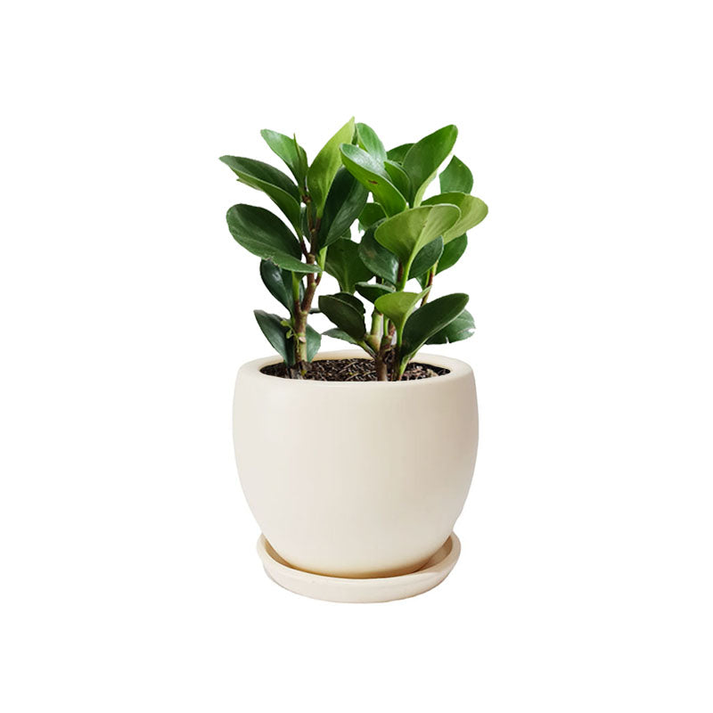Maceta F2 + Peperomia