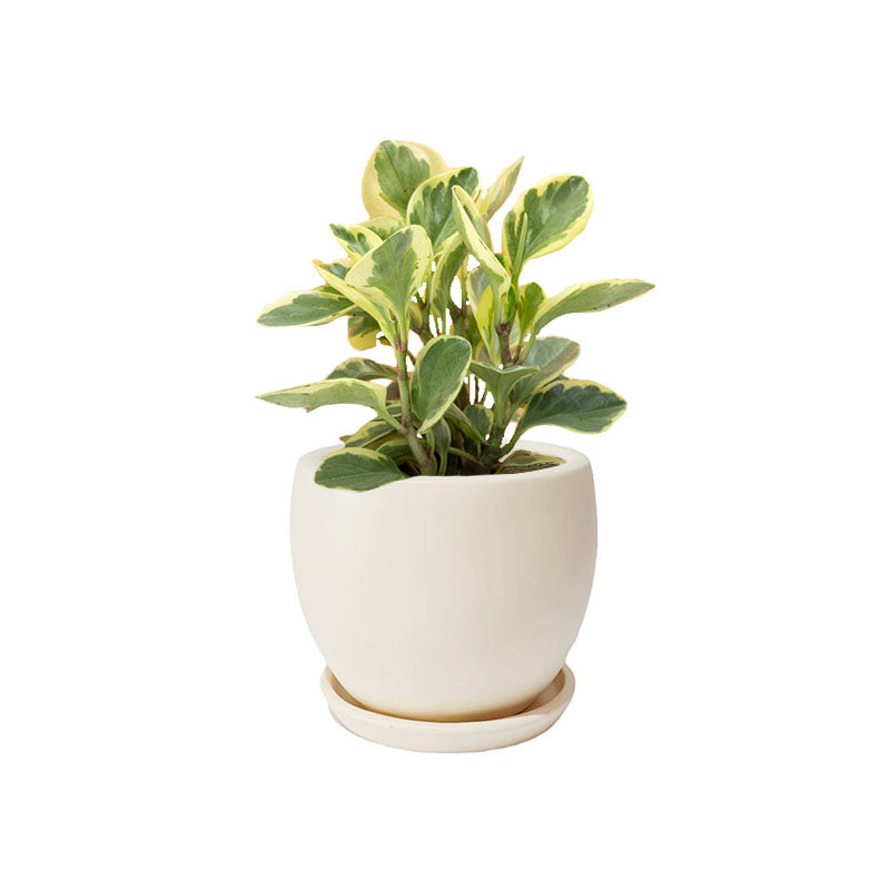 Maceta F2 + Peperomia