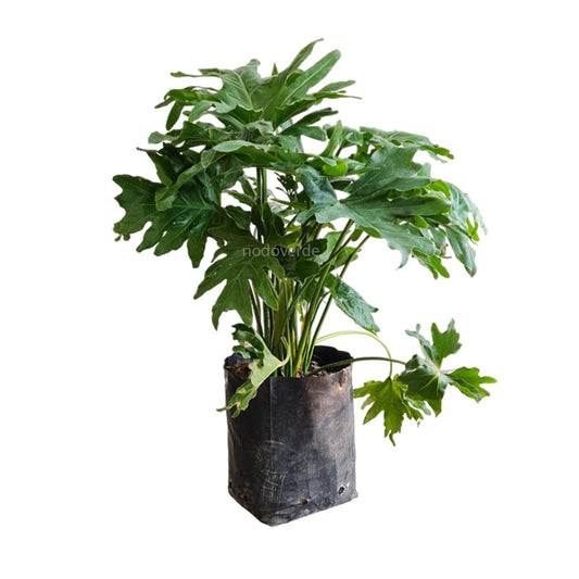 Filodendro garra de león