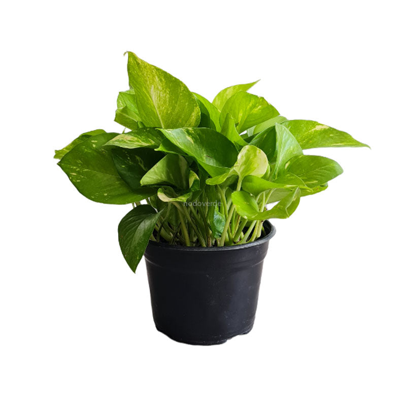 Julieta