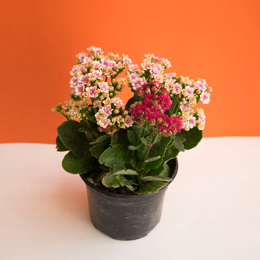 Kalanchoe blossfeldiana