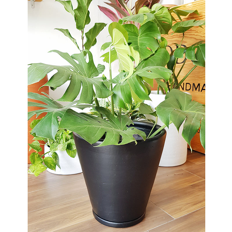 Monstera