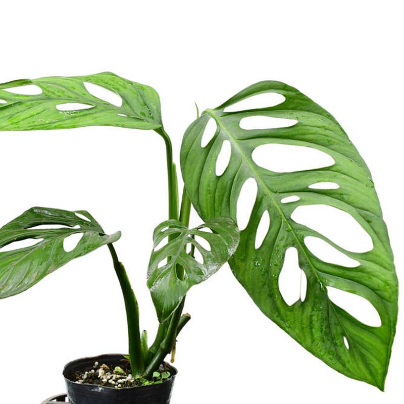 Monstera adansonii