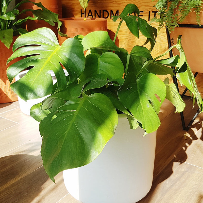 Monstera