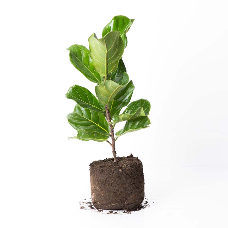 Ficus Lyrata/ Pandurata