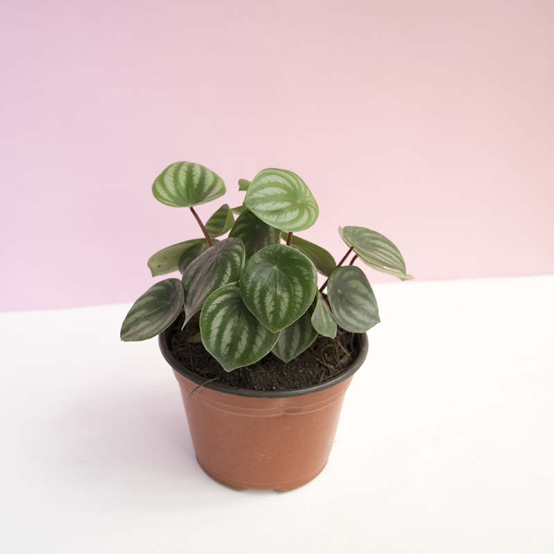 Peperomia sandía