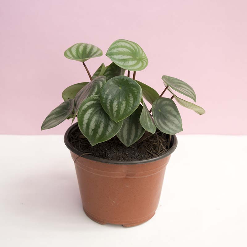 Peperomia sandía