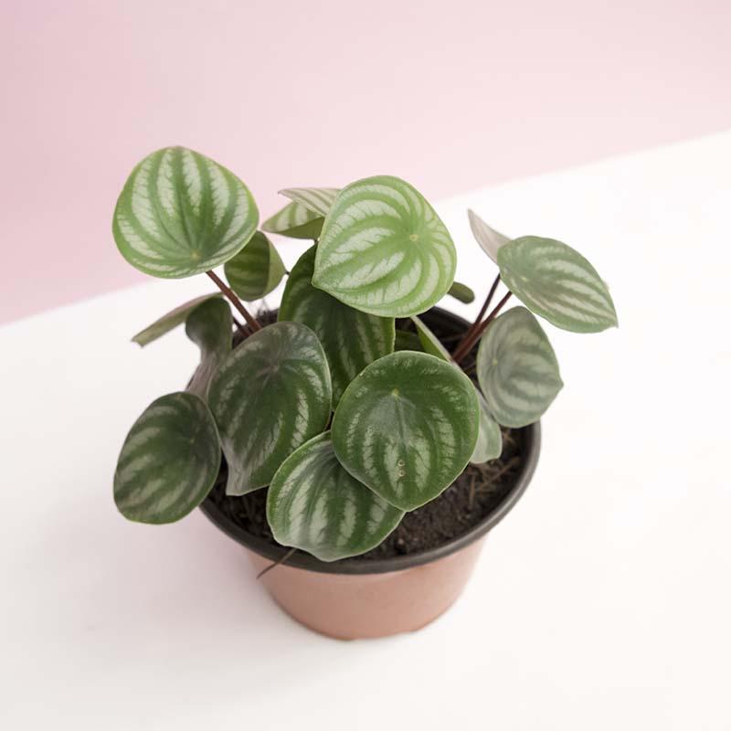 Peperomia sandía