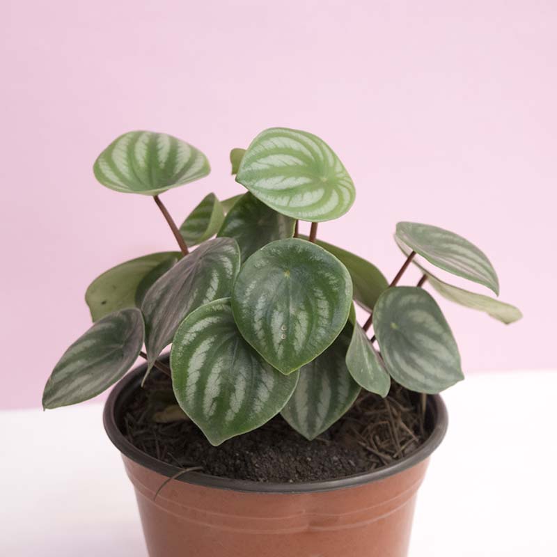 Peperomia sandía