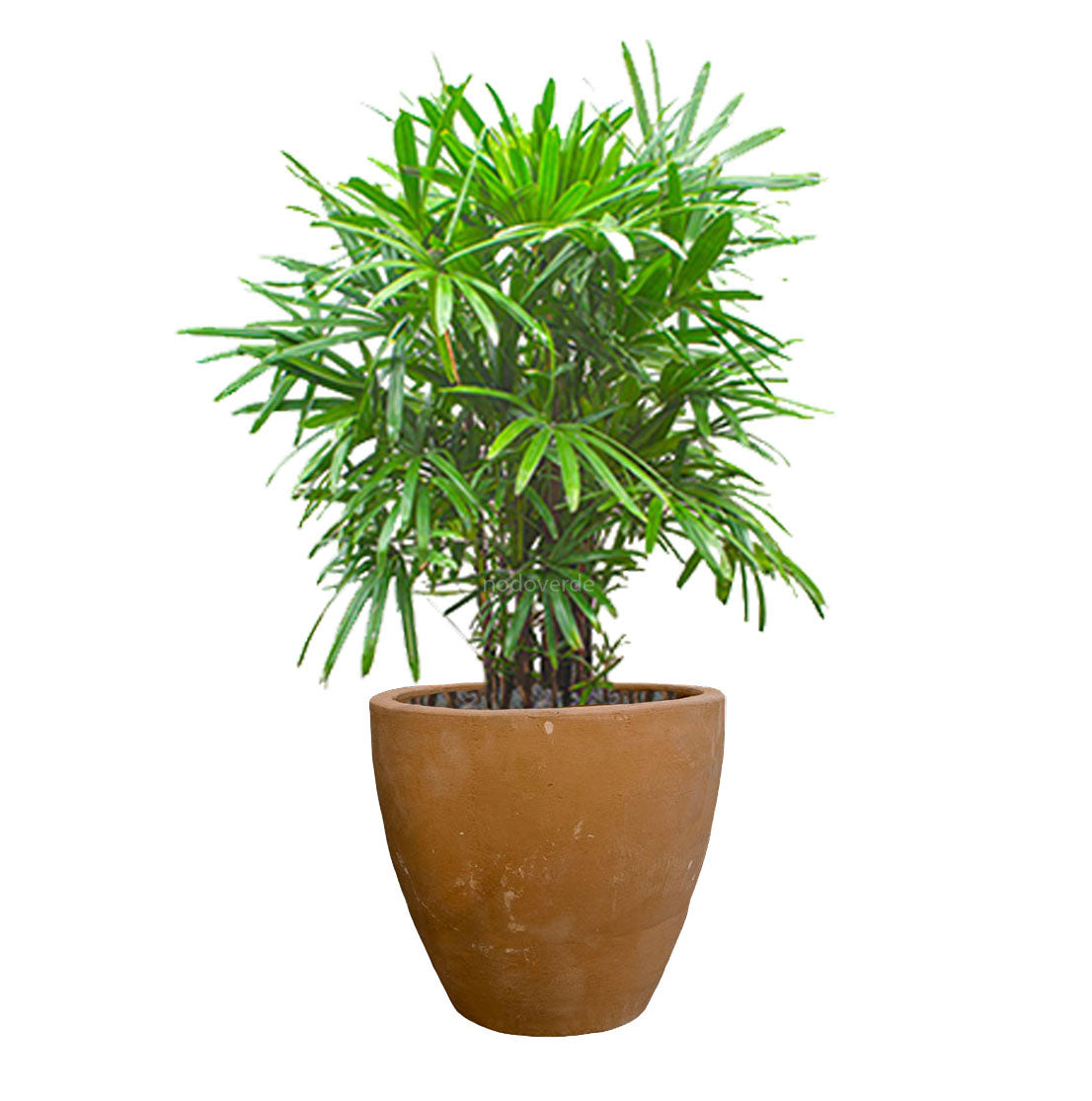 Palma Rhapis