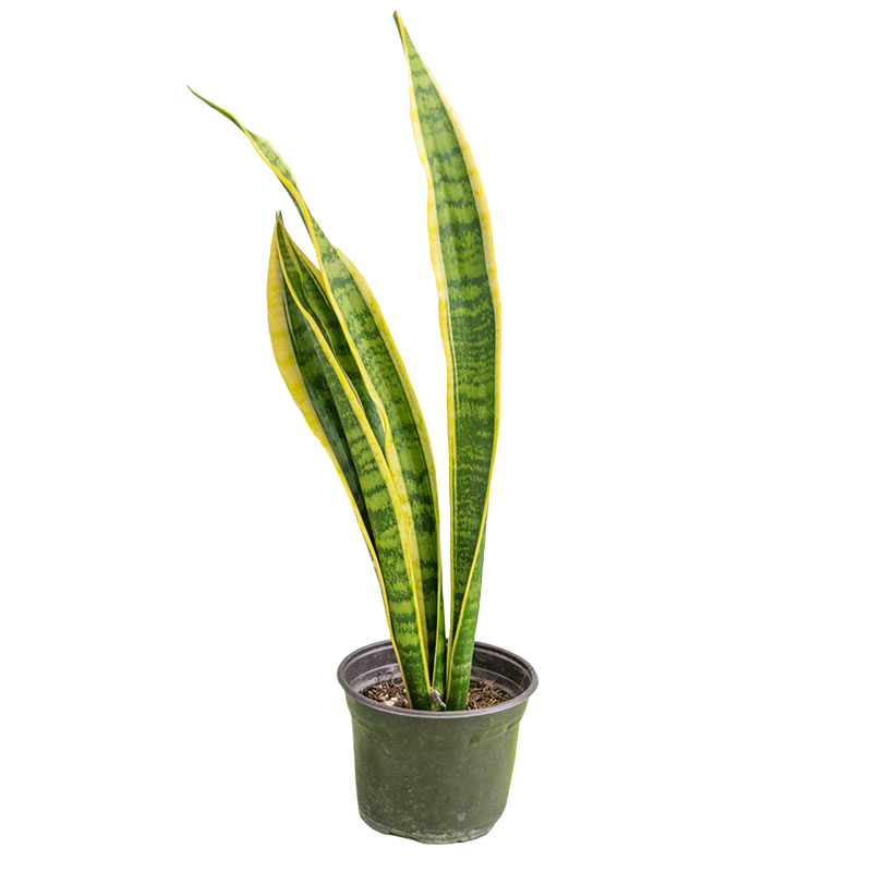 Sansevieria Trifasciata Laurentii