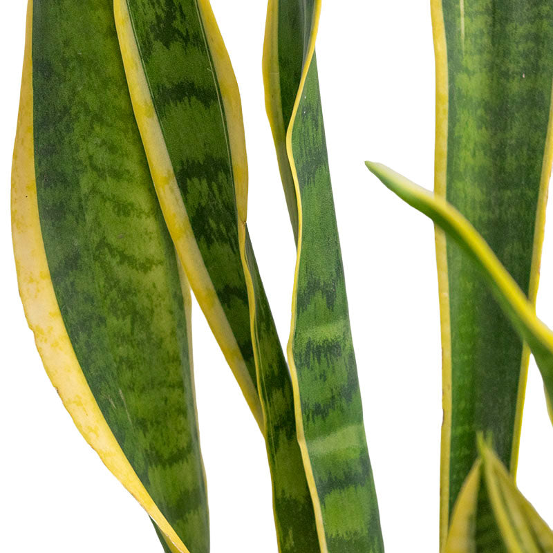 Sansevieria Trifasciata Laurentii