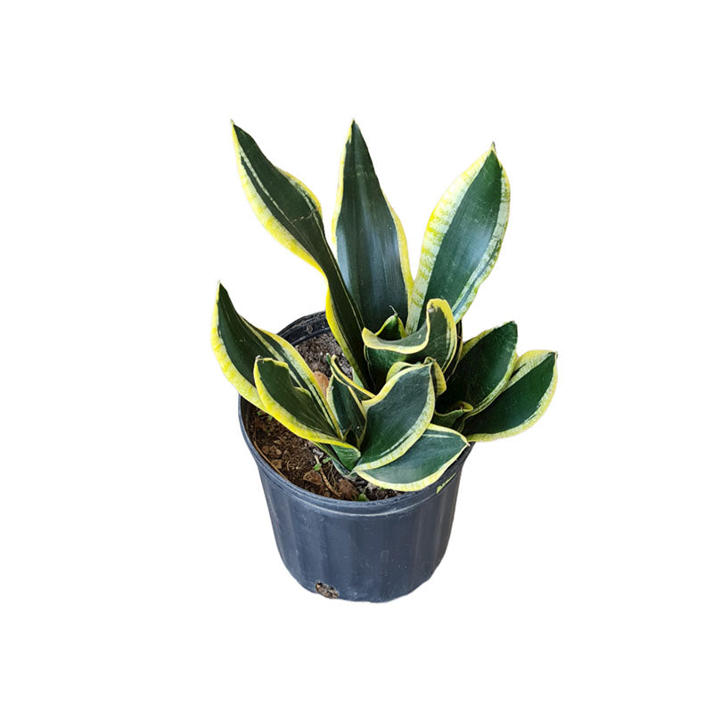 Sansevieria Trifasciata Laurentii