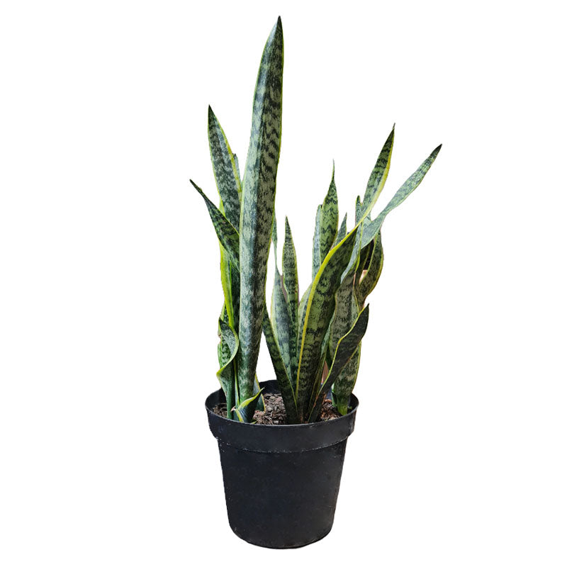 Sansevieria Trifasciata Laurentii