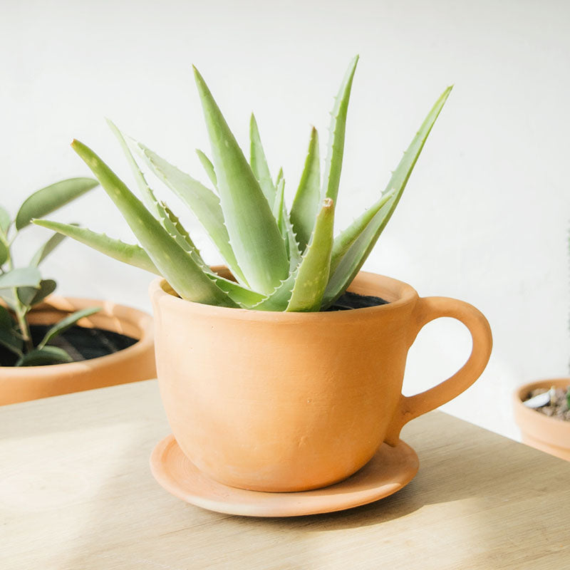 Taza de Barro