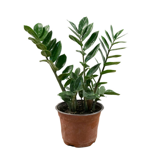 Zamioculca | ZZ plant