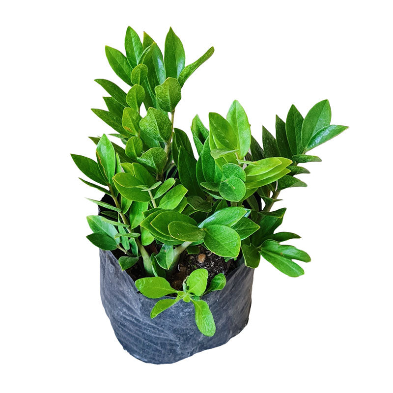 Zamioculca | ZZ plant