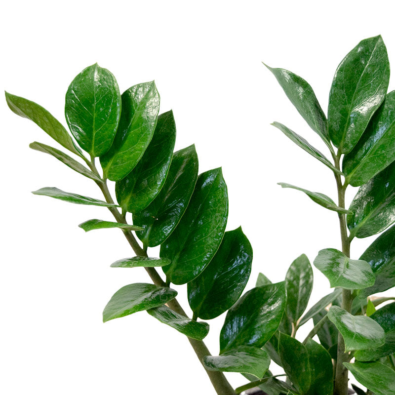 Zamioculca | ZZ plant
