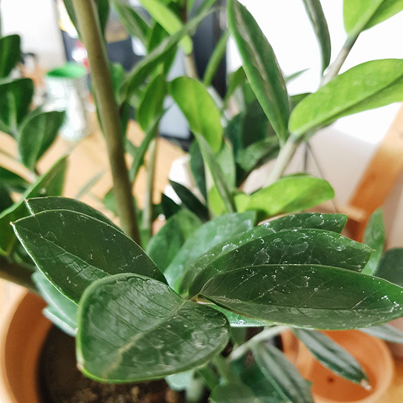 Zamioculca | ZZ plant