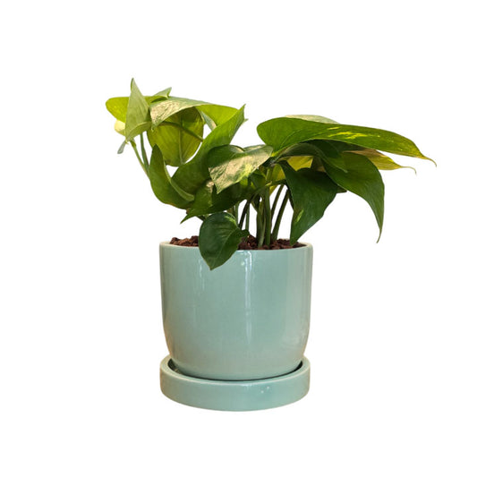 Maceta 'Elemento' + Julieta