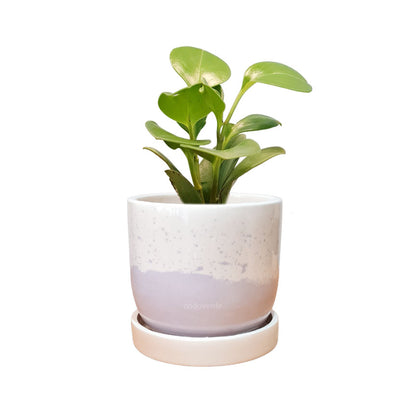 Maceta 'Elemento' + Peperomia