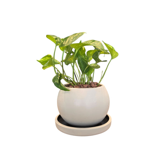 Esfera de Barro 11cm CON Plato + Julieta