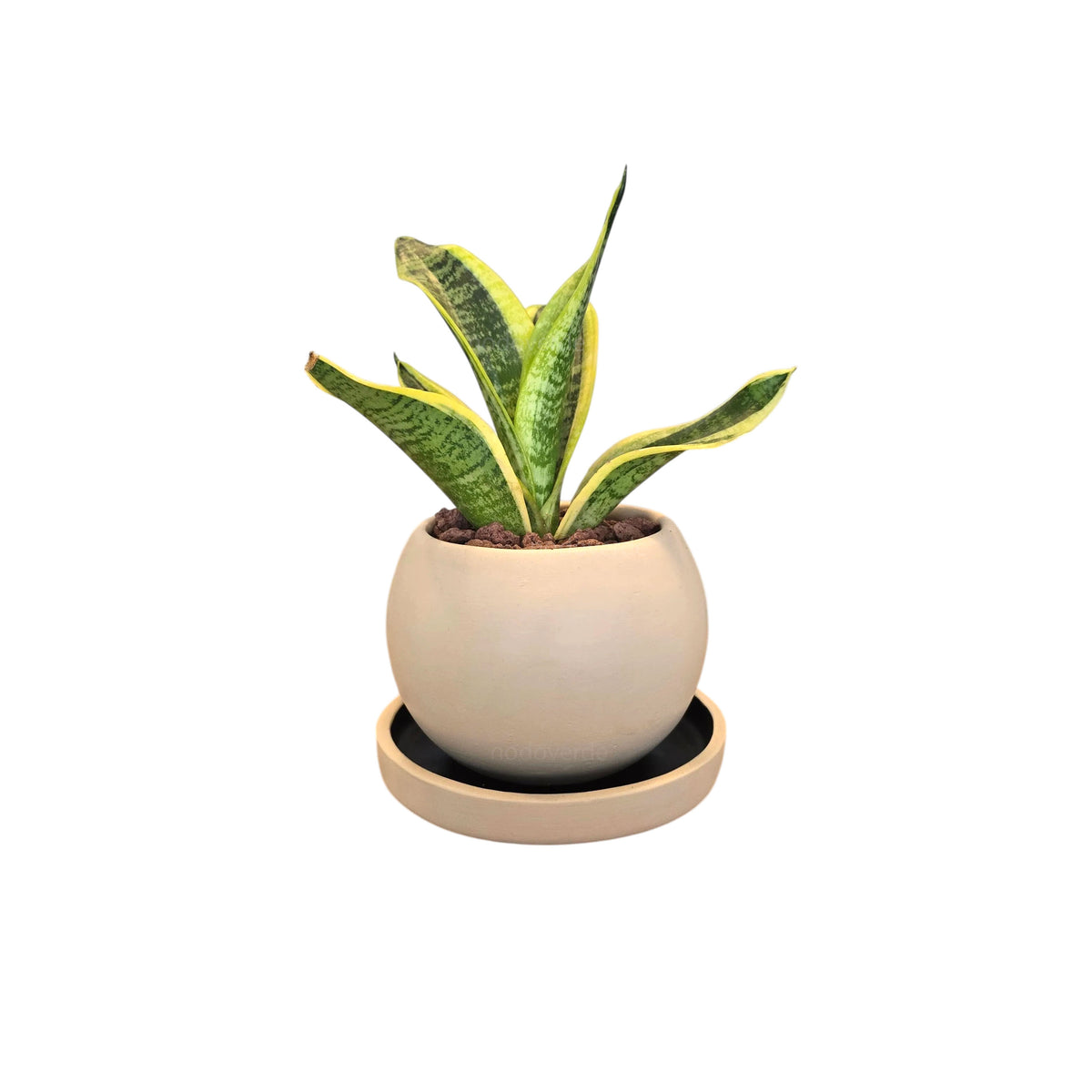 Esfera de Barro 11cm CON Plato + Sansevieria