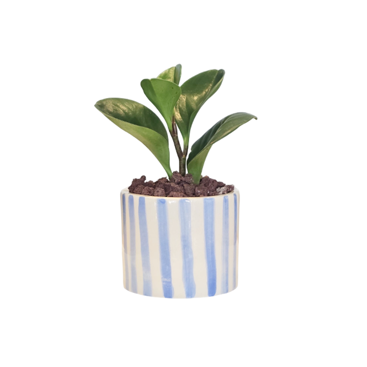 Cilindro 6cm Rayas + Peperomia
