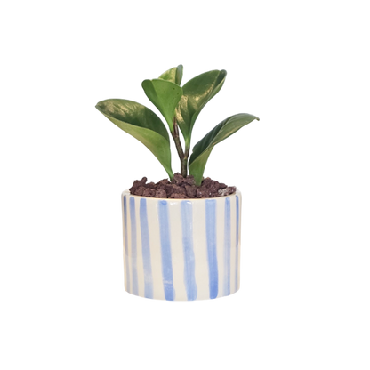 Cilindro 6cm Rayas + Peperomia