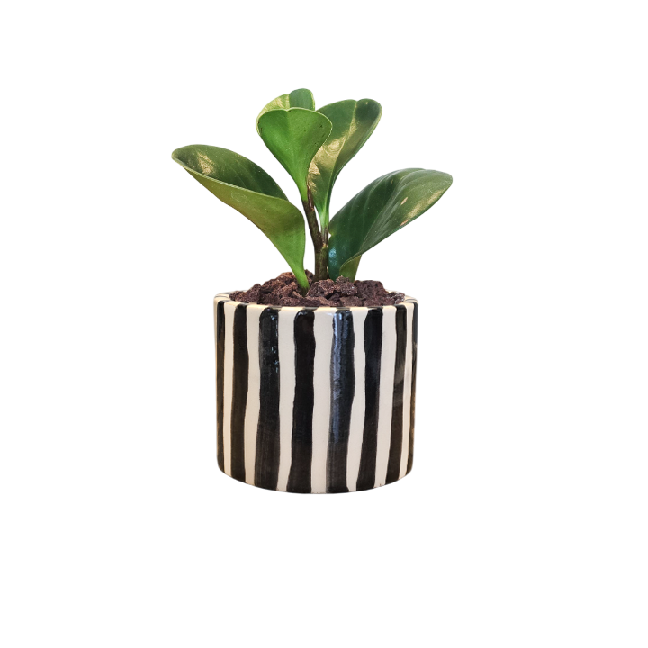 Cilindro 6cm Rayas + Peperomia