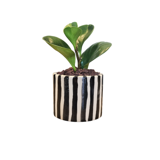 Cilindro 6cm Rayas + Peperomia
