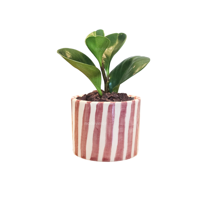 Cilindro 6cm Rayas + Peperomia