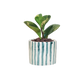 Cilindro 6cm Rayas + Peperomia