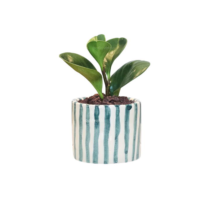 Cilindro 6cm Rayas + Peperomia