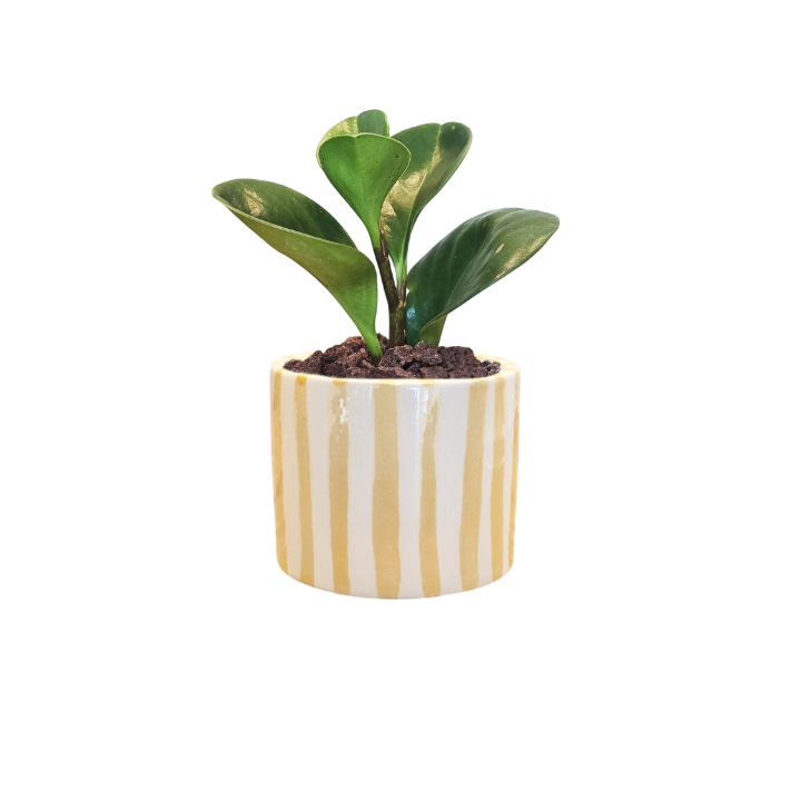 Cilindro 6cm Rayas + Peperomia