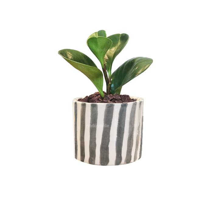 Cilindro 6cm Rayas + Peperomia