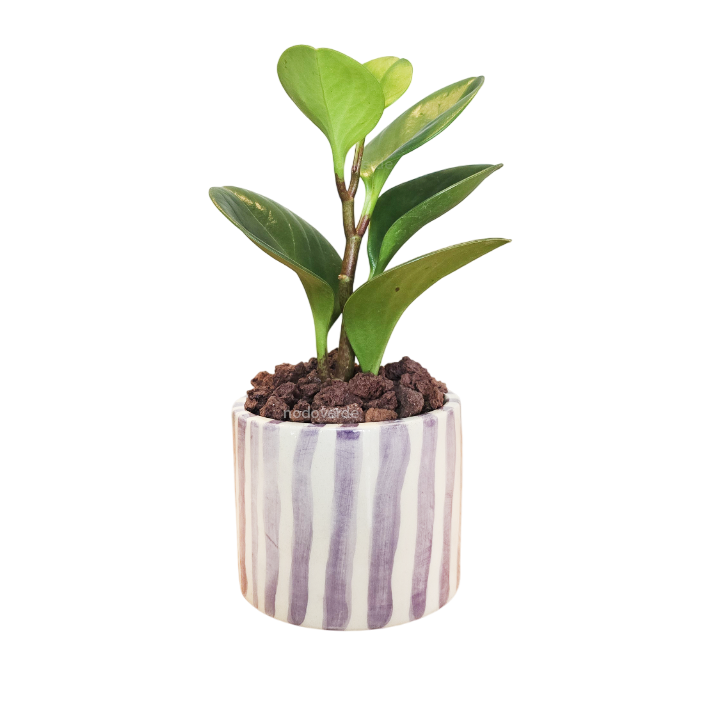 Cilindro 6cm Rayas + Peperomia