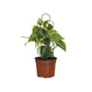 Filodendo scandens + Tutor tipo panal