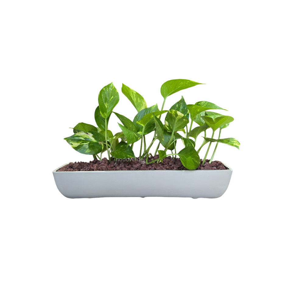 Jardinera rectangular de barro