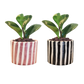 PACK 2 Cilindro 6cm Rayas + Peperomia