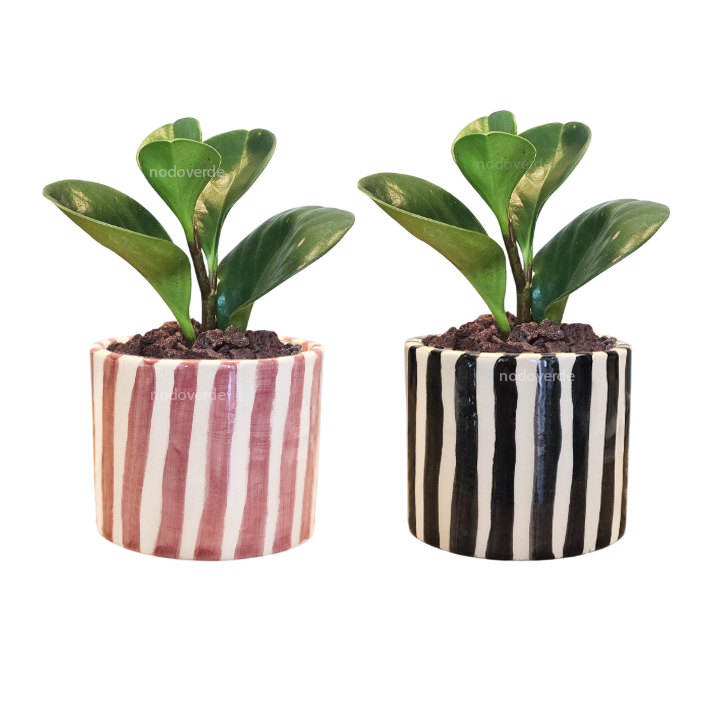 PACK 2 Cilindro 6cm Rayas + Peperomia