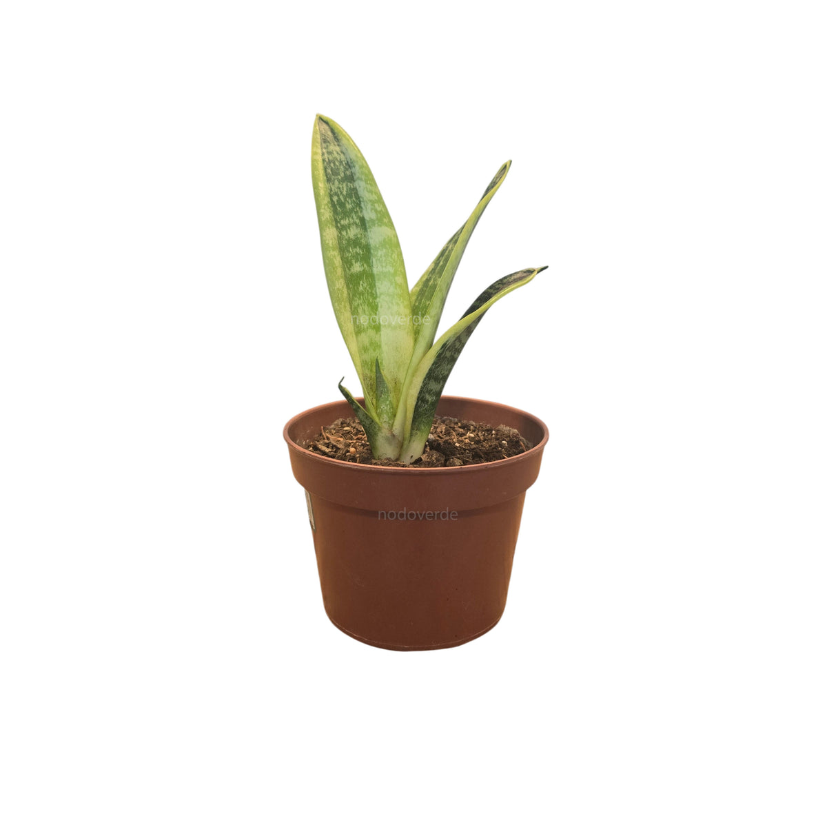 Sansevieria Trifasciata Laurentii