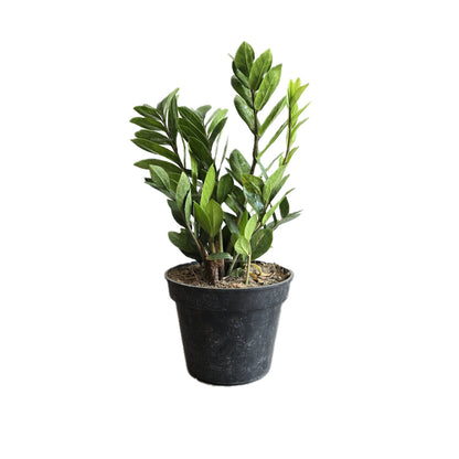 Zamioculca | ZZ plant