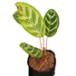 Calathea Makoyana - Pavo real