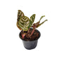 Calathea Makoyana - Pavo real
