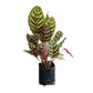 Calathea Makoyana - Pavo real