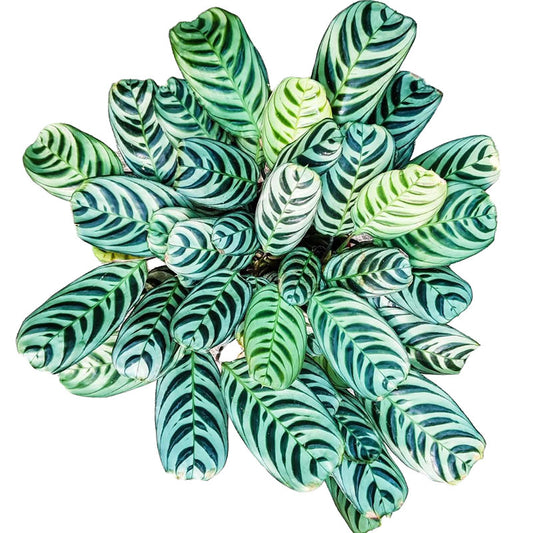 Calathea Fishbone