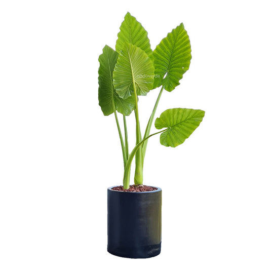 Oreja de Elefante/ Hoja Elegante