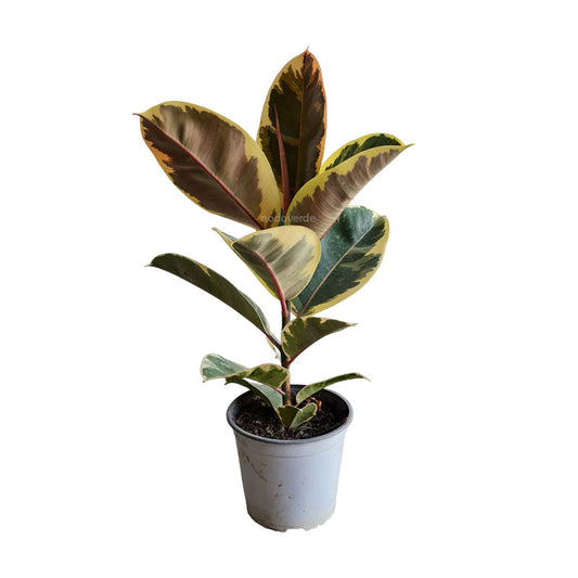 Ficus Elástica Ruby