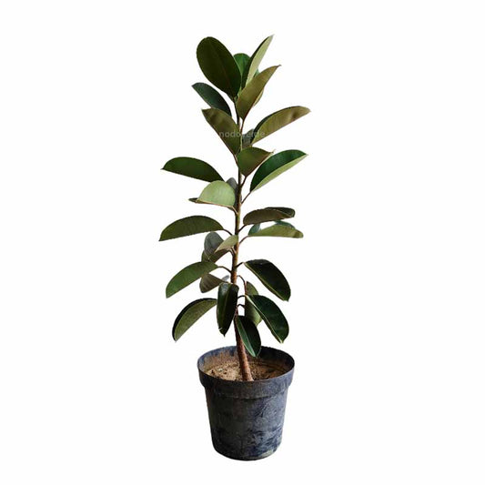 Ficus Elástica